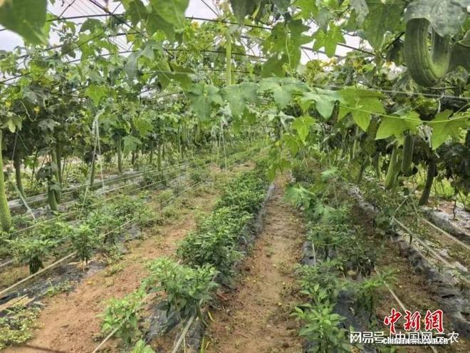 资源再“生金” 特色产业促振兴麻将胡了2模拟器山西高平：闲置(图2)